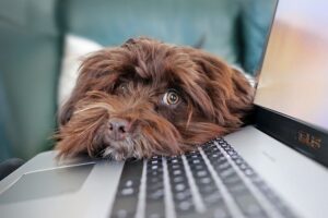 【メルカリ】より多くの人に商品を見てもらう方法とは?